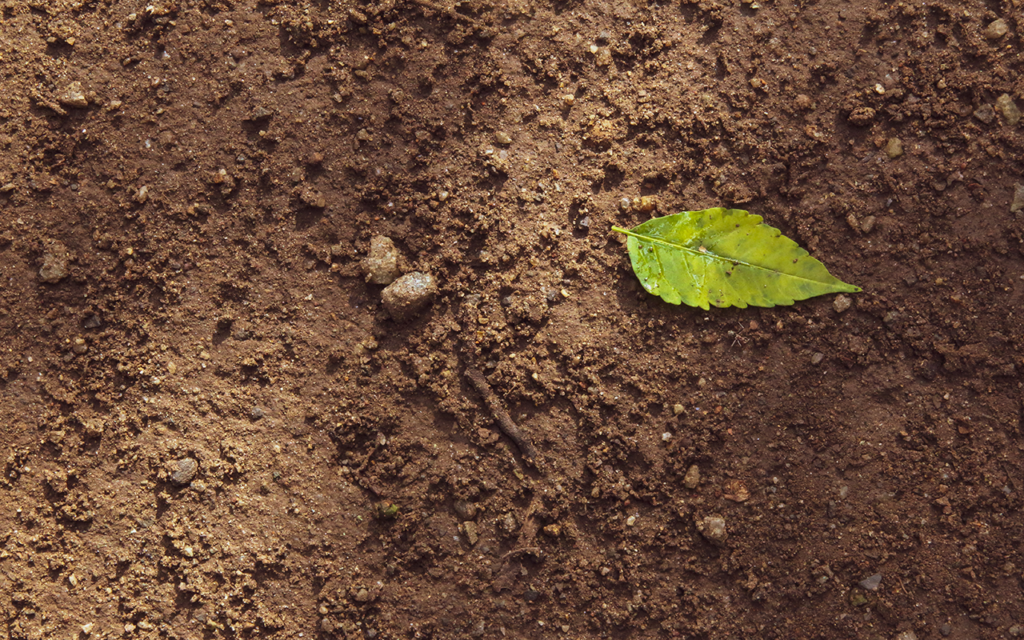 Picture of a leaf on the soil